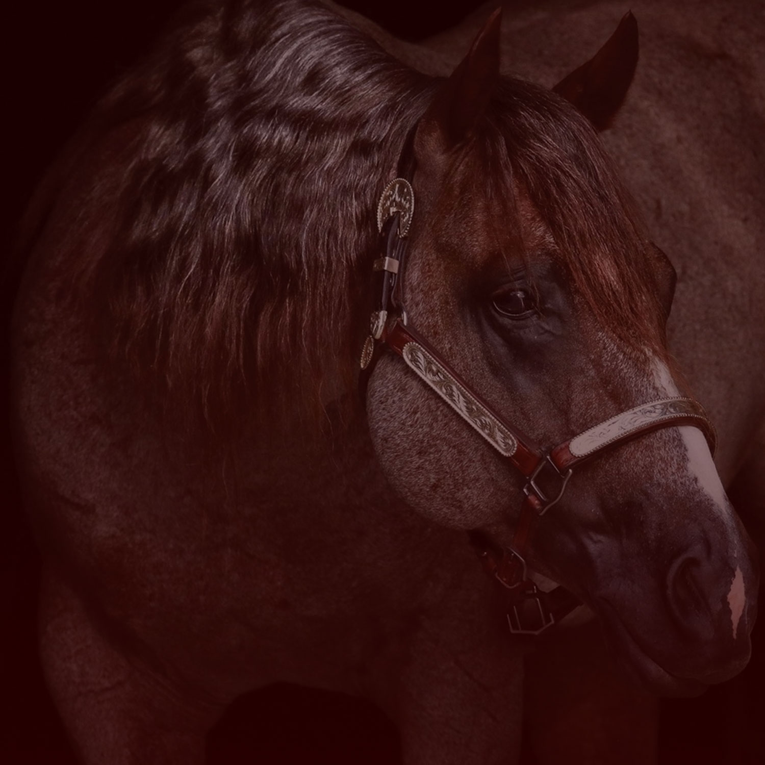 The Stallions