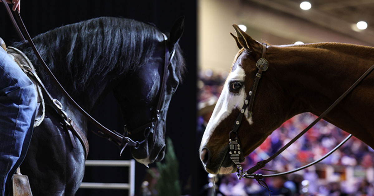 First Ever Riata Showcase Horse Sale!